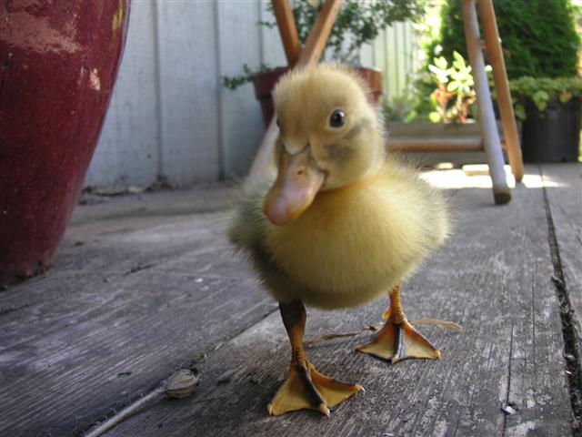 Ancona Duckling